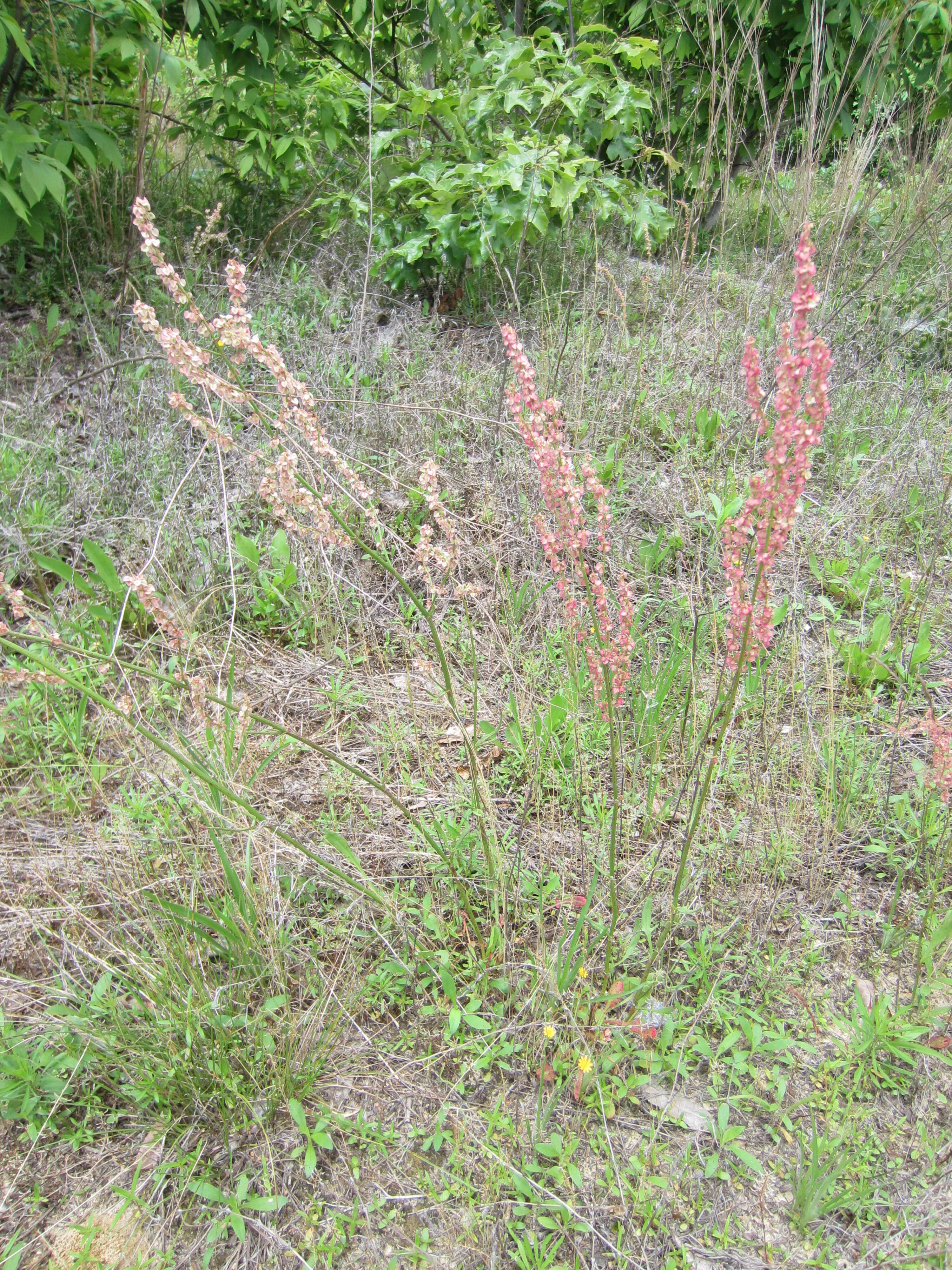 Imagem de Rumex hastatulus Baldw. apud Ell.