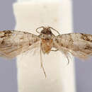 Image of Gypsonoma aechnemorpha Diakonoff 1982