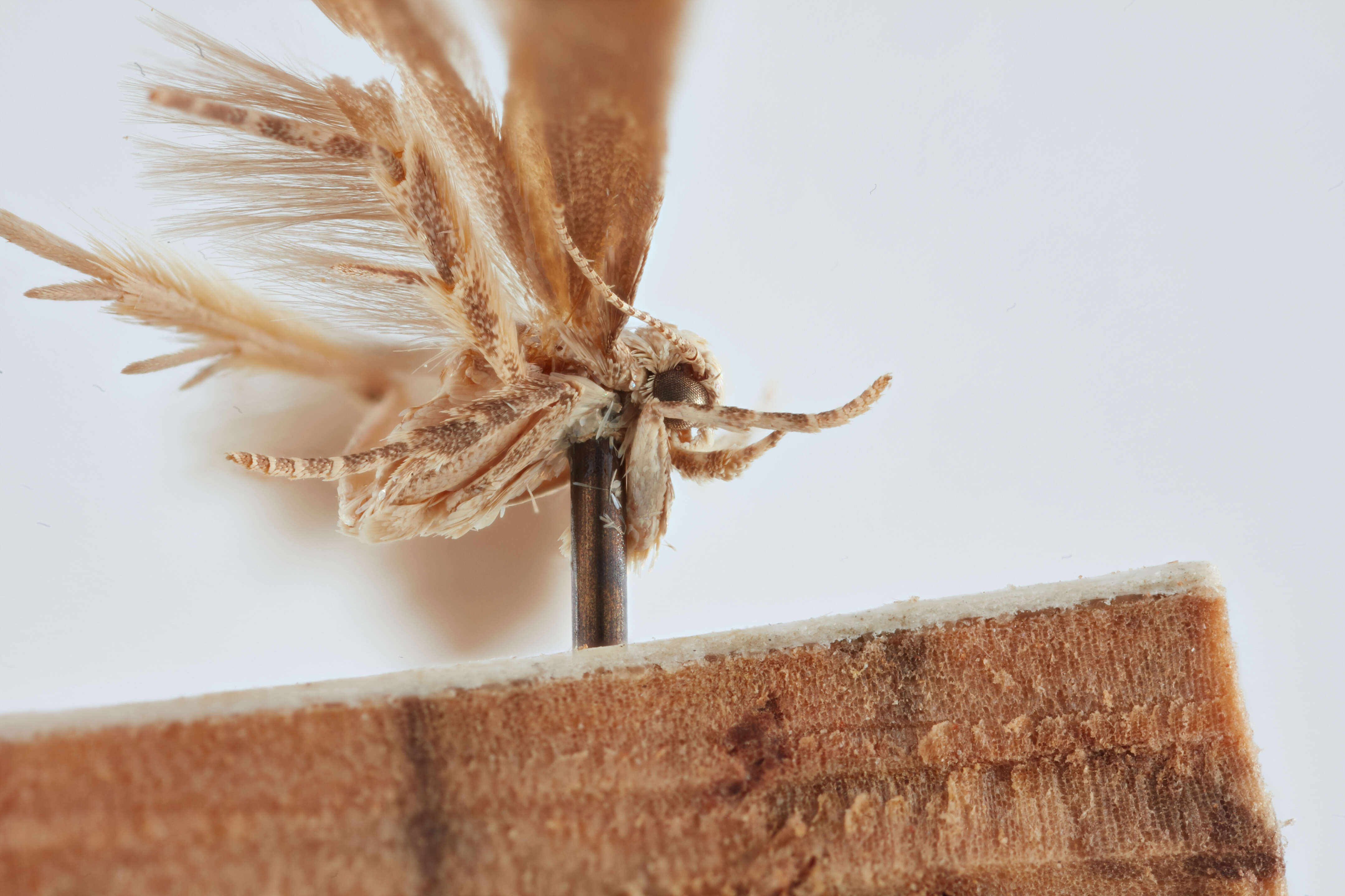 Image of Tomato pinworm