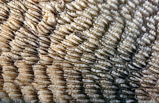 Image of Slipper coral