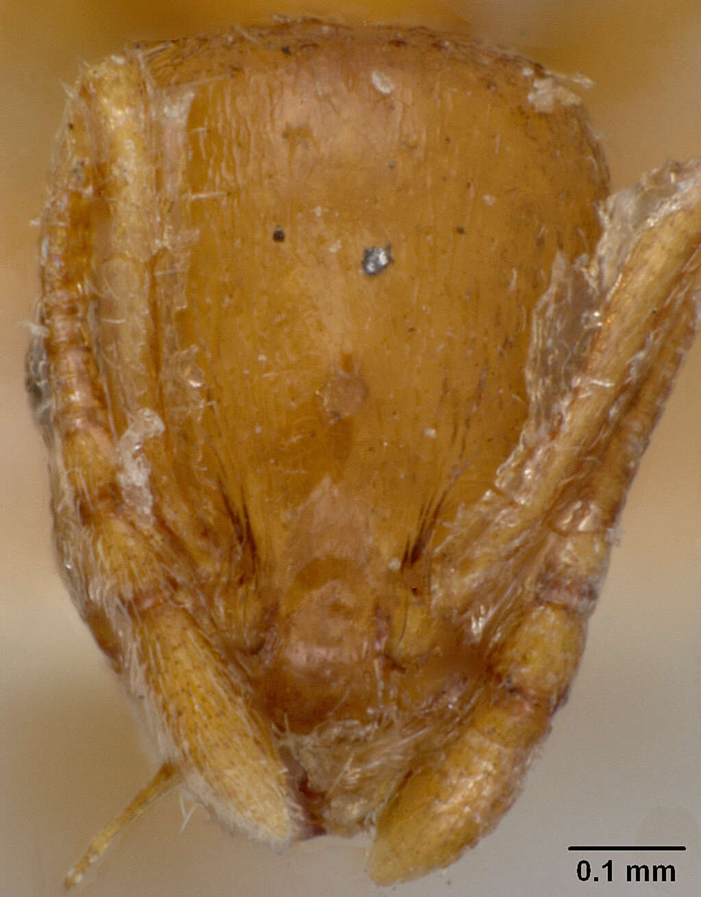 Image of <i>Leptothorax tuberum tebessae</i>