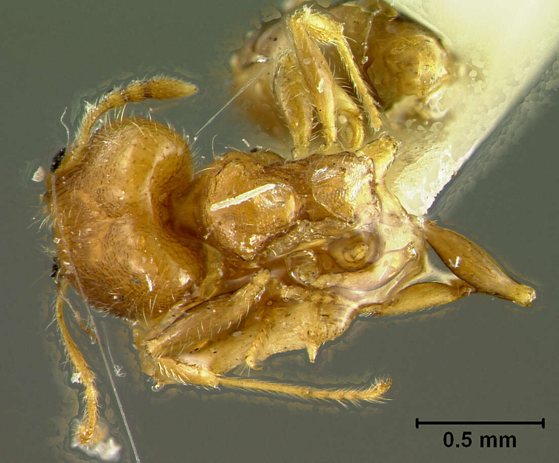 Imagem de Pheidole floridana deplanata Pergande 1896