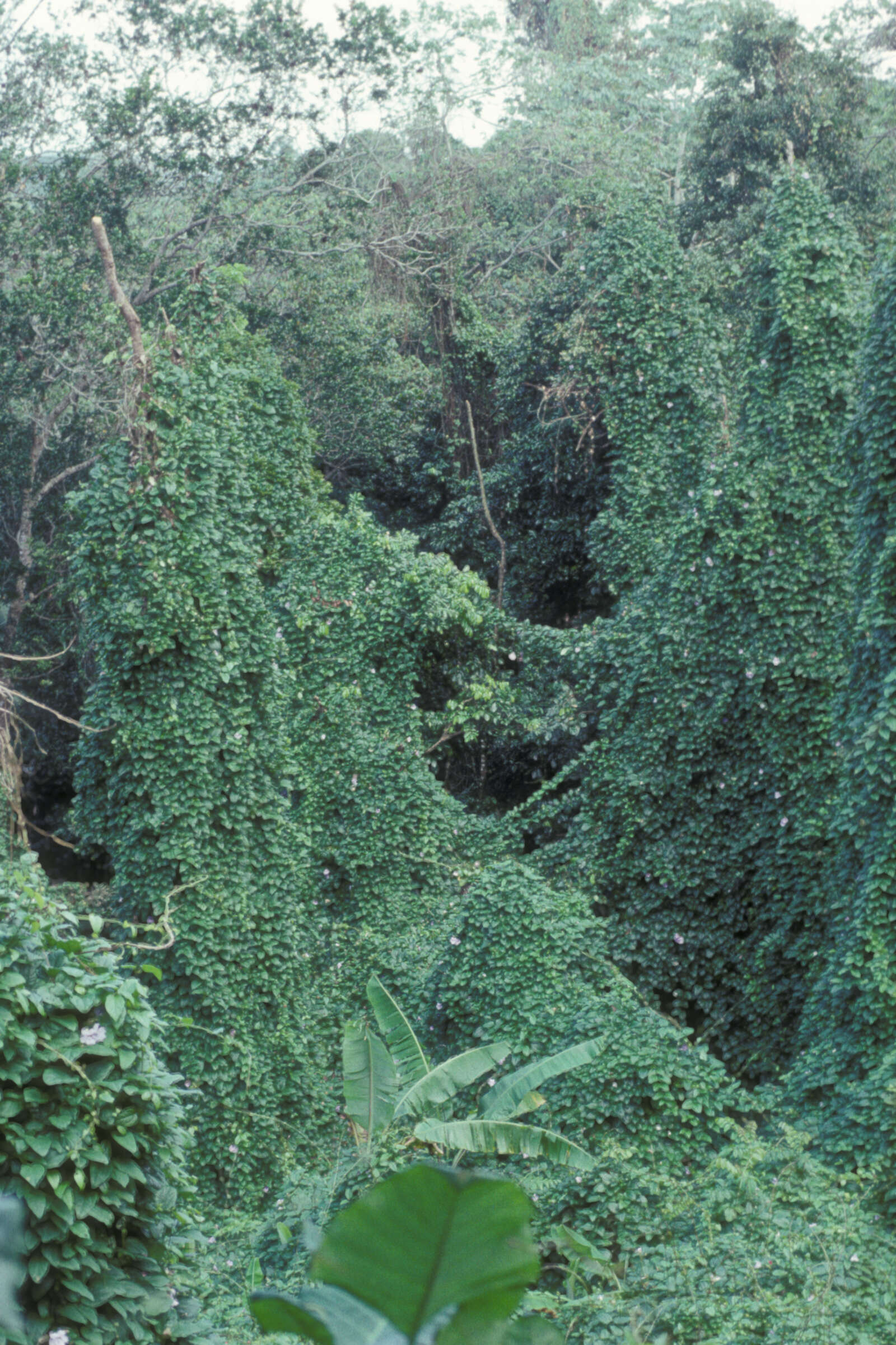 Image of Bengal clock vine