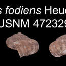 Image of Platyrhaphe fodiens (Heude 1882)