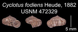 Image of Platyrhaphe fodiens (Heude 1882)