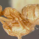 Image of Bothriomyrmex myops Forel 1895