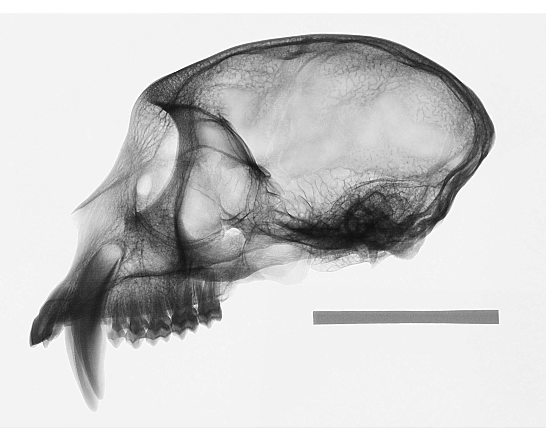 Image of Cercopithecus mitis kolbi Neumann 1902