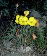 Imagem de Oenothera howardii (A. Nels.) W. L. Wagner