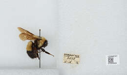 Слика од Bombus affinis Cresson 1864