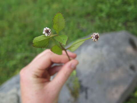 Image of lanceleaf fogfruit