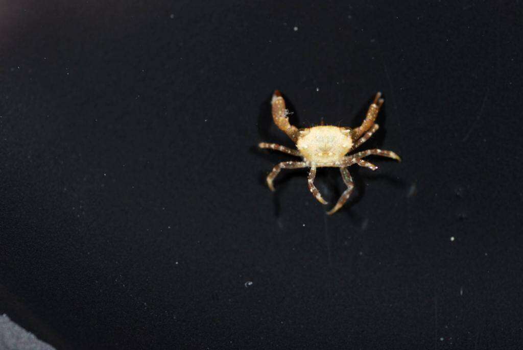 Image of Xanthidae