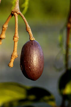 Image of Gnetum leyboldii Tul.