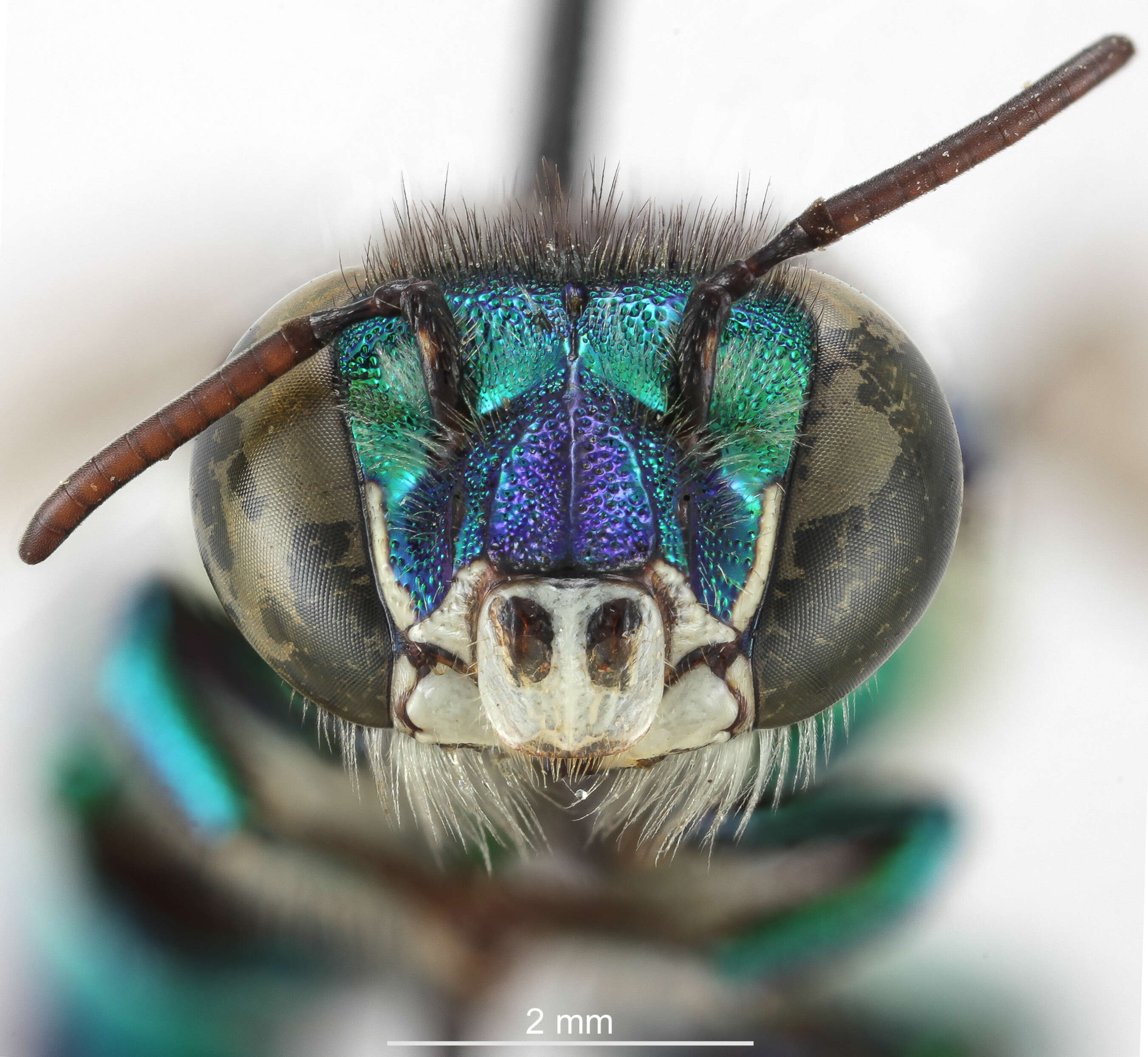 Image of Euglossa liopoda Dressler 1982