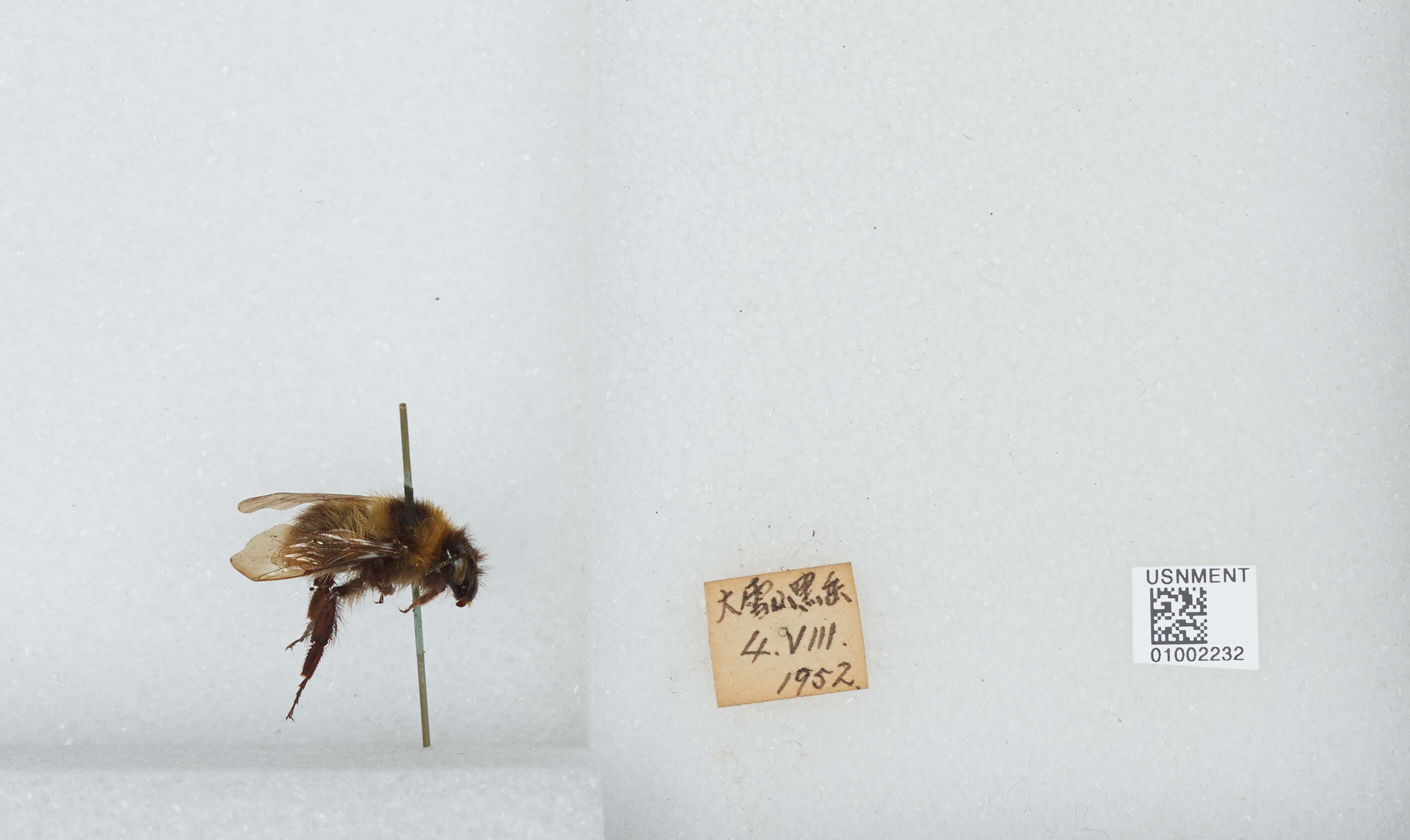 Imagem de Bombus diversus Smith 1869