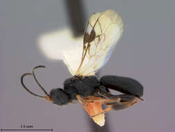 Image of Chelonus cosmopteridis McComb 1968