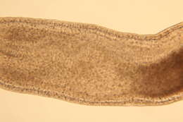 Image of Cephalothricidae