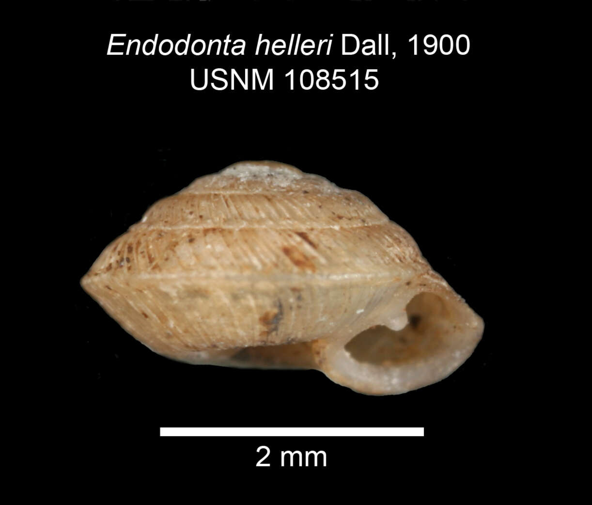 Image of Strobilops helleri (Dall 1900)