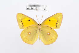 Image of Colias fieldii Ménétriès 1855