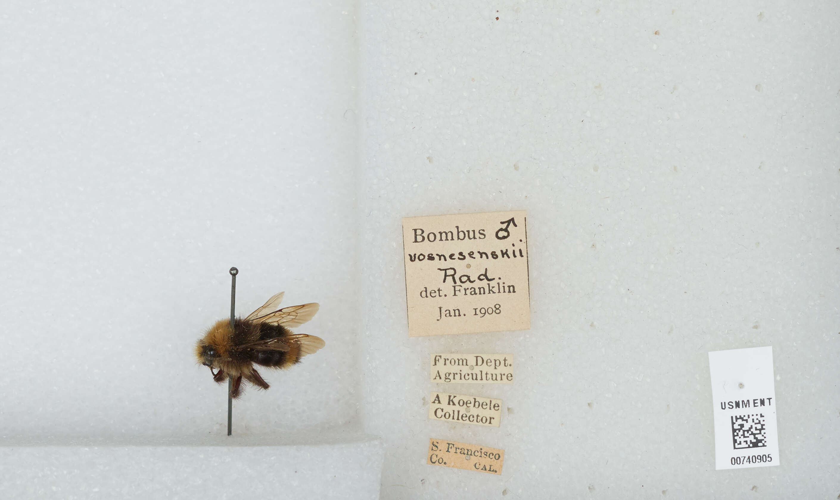 Слика од Bombus vosnesenskii Radoszkowski 1862