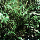 Image of Fargesia spathacea Franch.