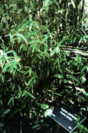 Image of Fargesia spathacea Franch.