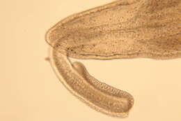 Image of Cephalothricidae