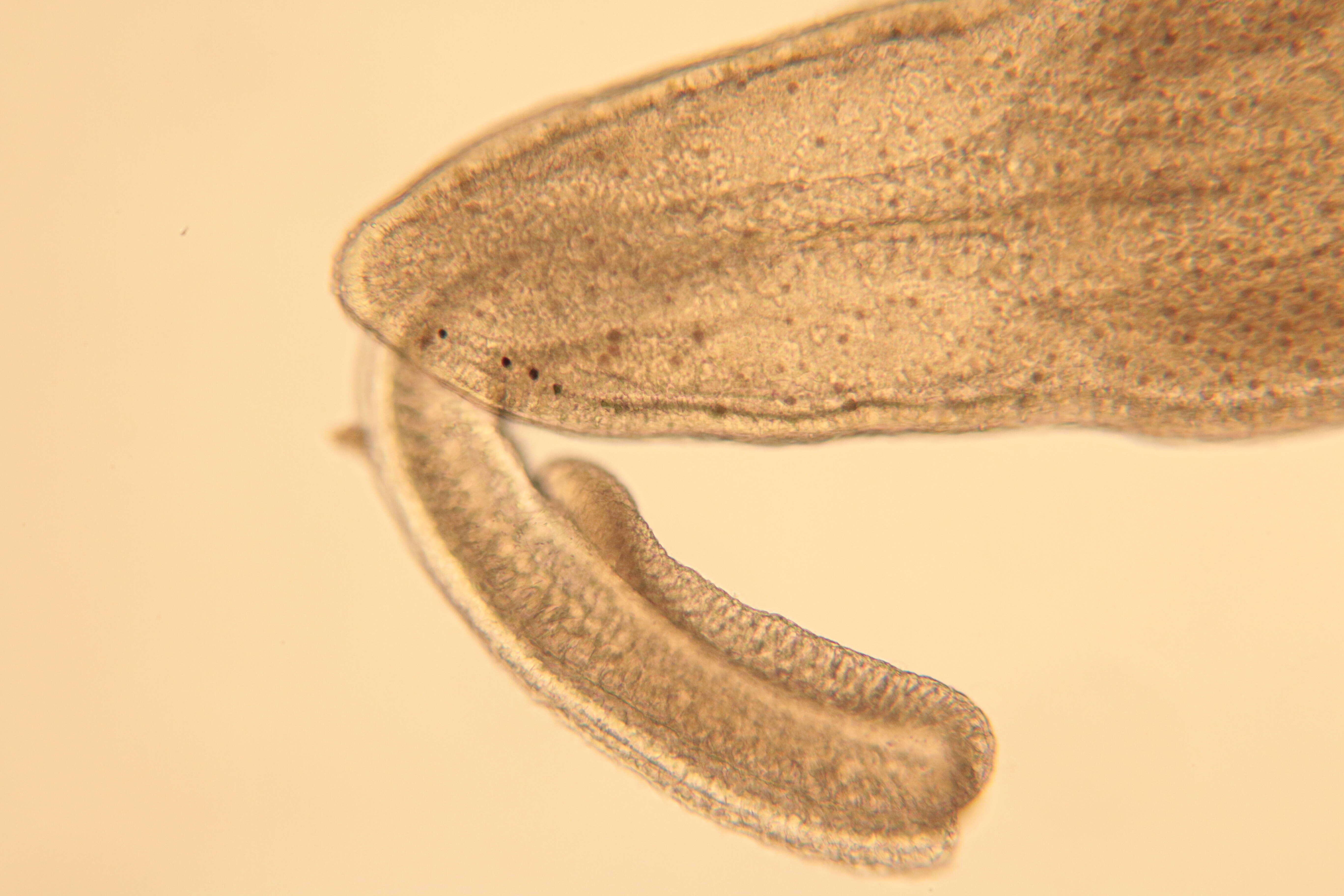 Image of Cephalothricidae