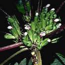 Image de Cyanea solenocalyx Hillebr.