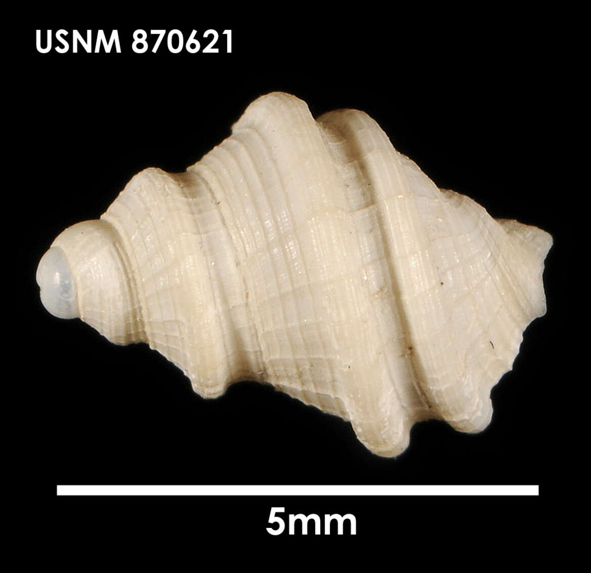 Image of Falsitromina tricarinata (Powell 1951)