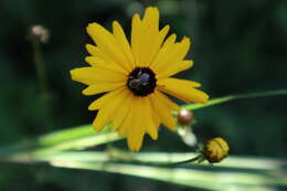 Coreopsis gladiata Walter的圖片