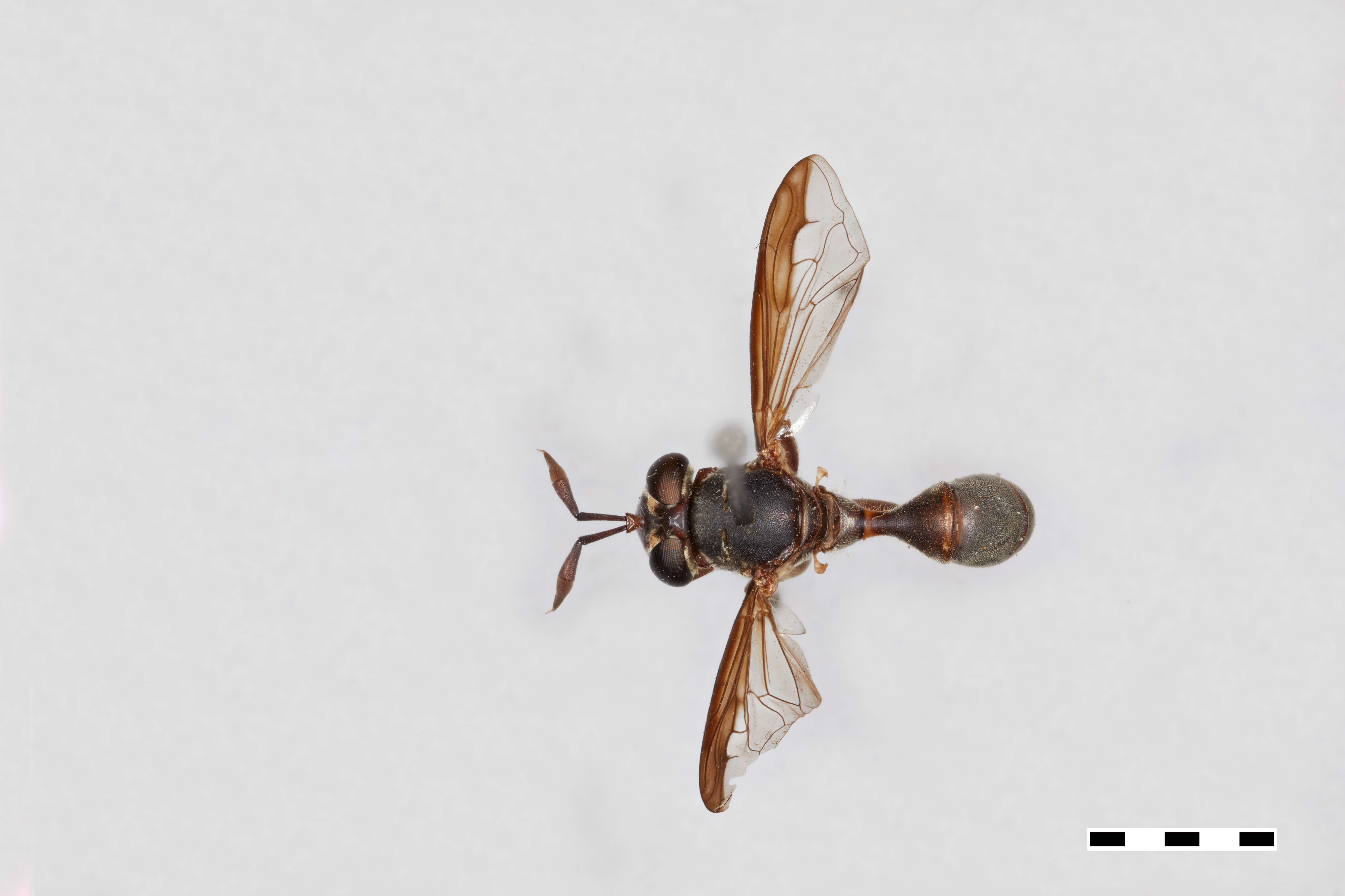 Image of Polybiomyia lyncharribalzagai Shannon 1927