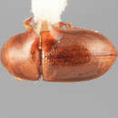 Image of Scolytodes cecropiavorus Wood 1969