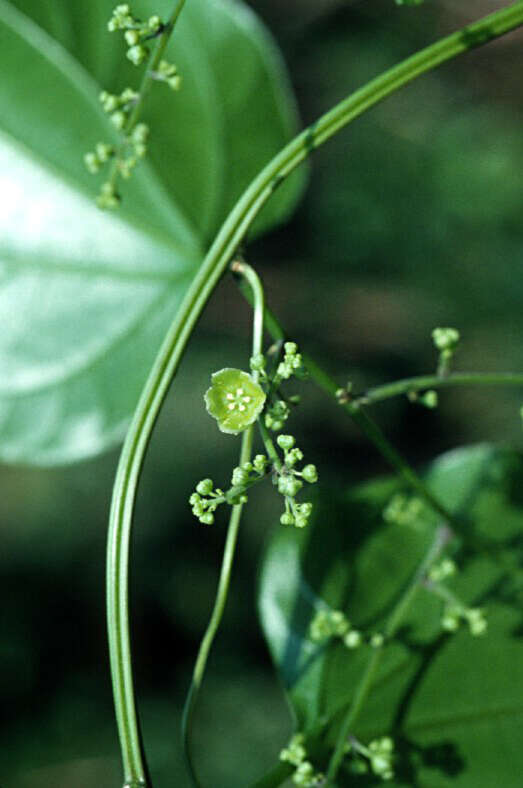 Image of Fevillea pergamentacea (Kuntze) Cogn. ex Kuntze