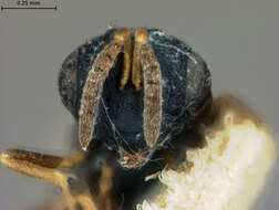 Image of Scymnophagus townsendi Ashmead 1904