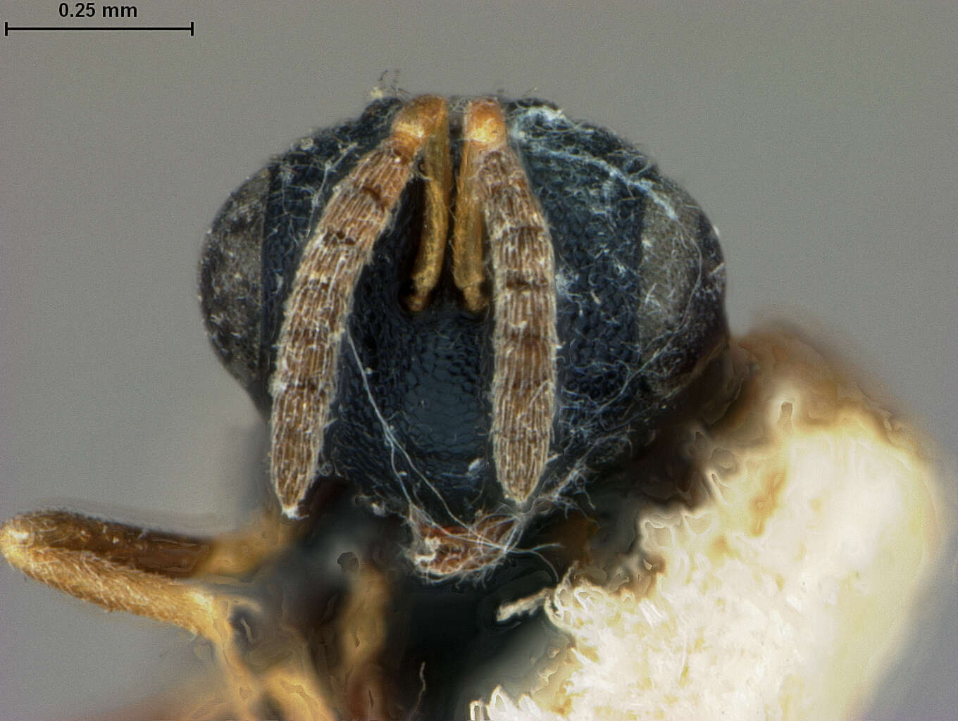 Image of Scymnophagus townsendi Ashmead 1904