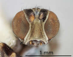 Image de Notiphila frontalis Coquillett 1904