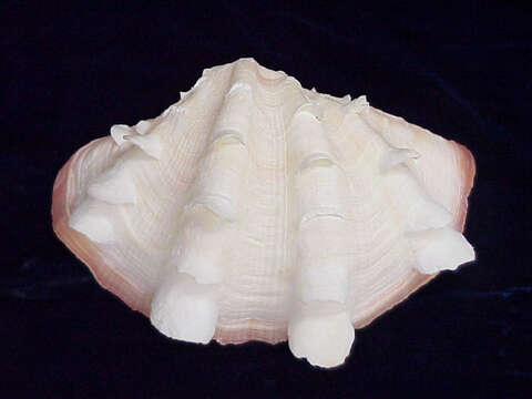 Image of Fluted Clam