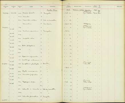 Image of Otus clarkii L. Kelso & E. H. Kelso 1935