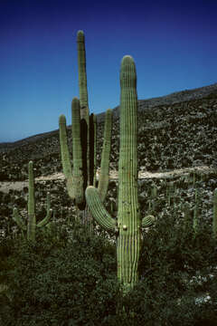 Image of saguaro