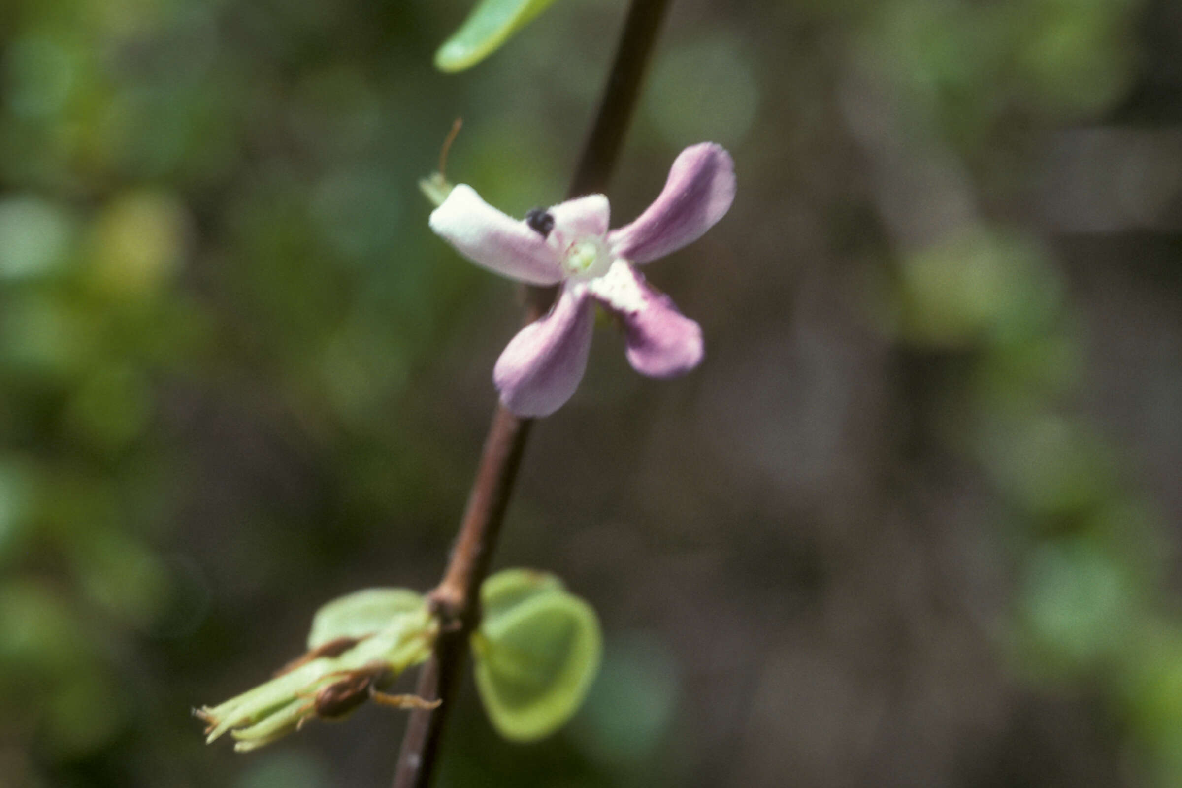 Image of thicketwort