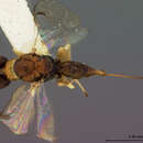 Image of Megastigmus brachyscelidis Ashmead 1900