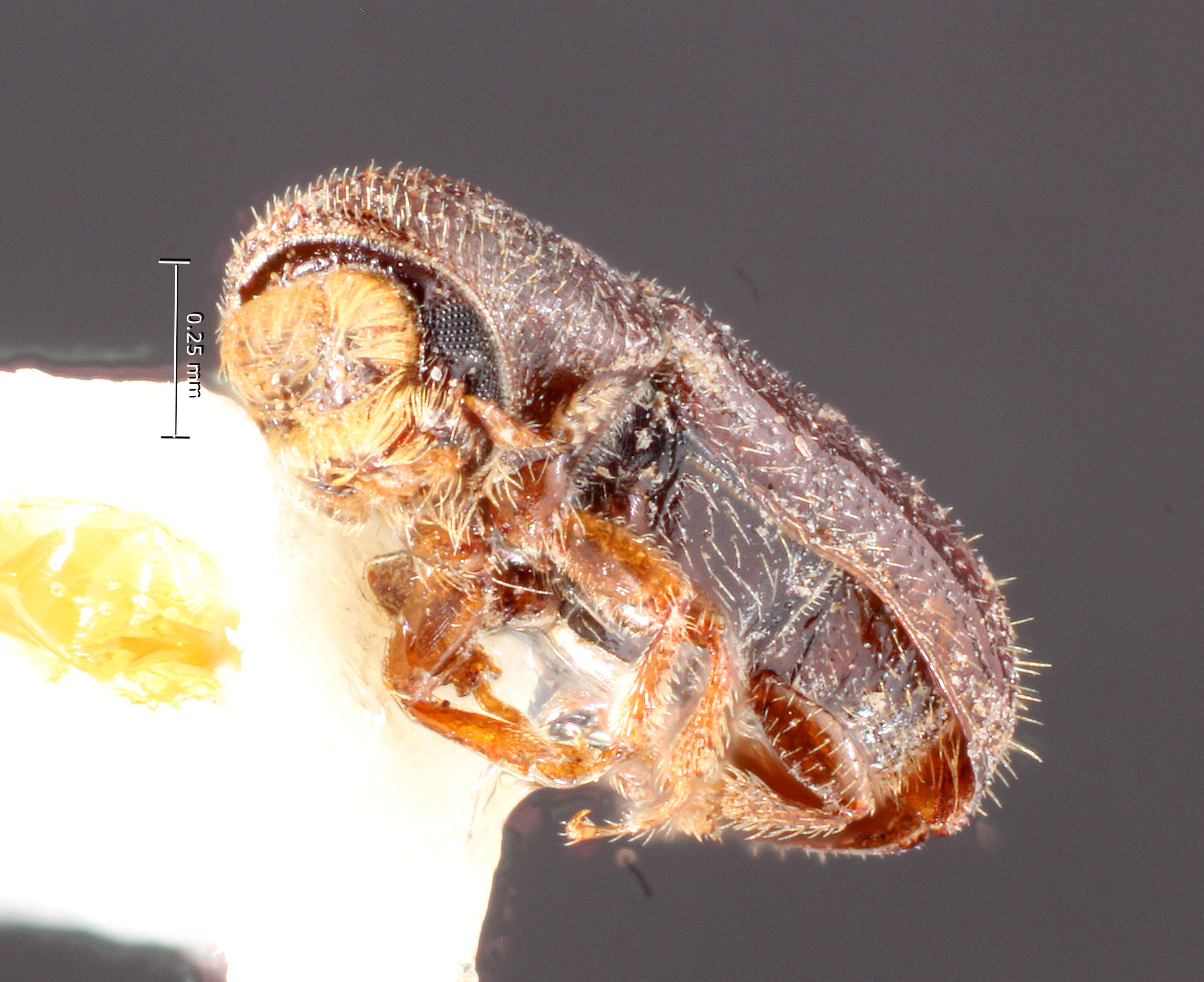 Image of Pityophthorus deleoni Bright 1976