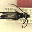 Image of Pseudotypocerus virescens Chemsak & Linsley 1976
