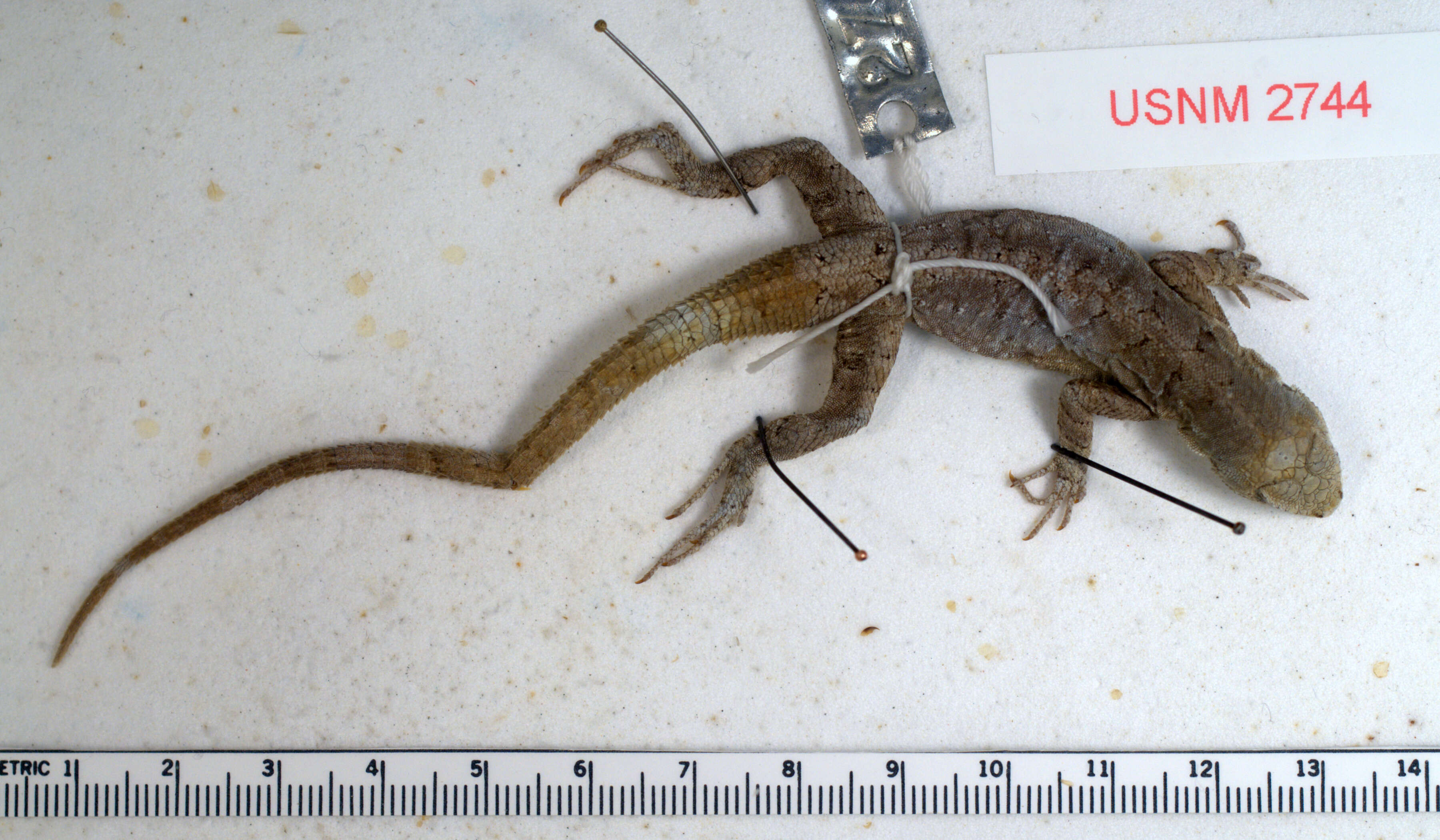 Image of Urosaurus ornatus symmetricus (Baird 1858)