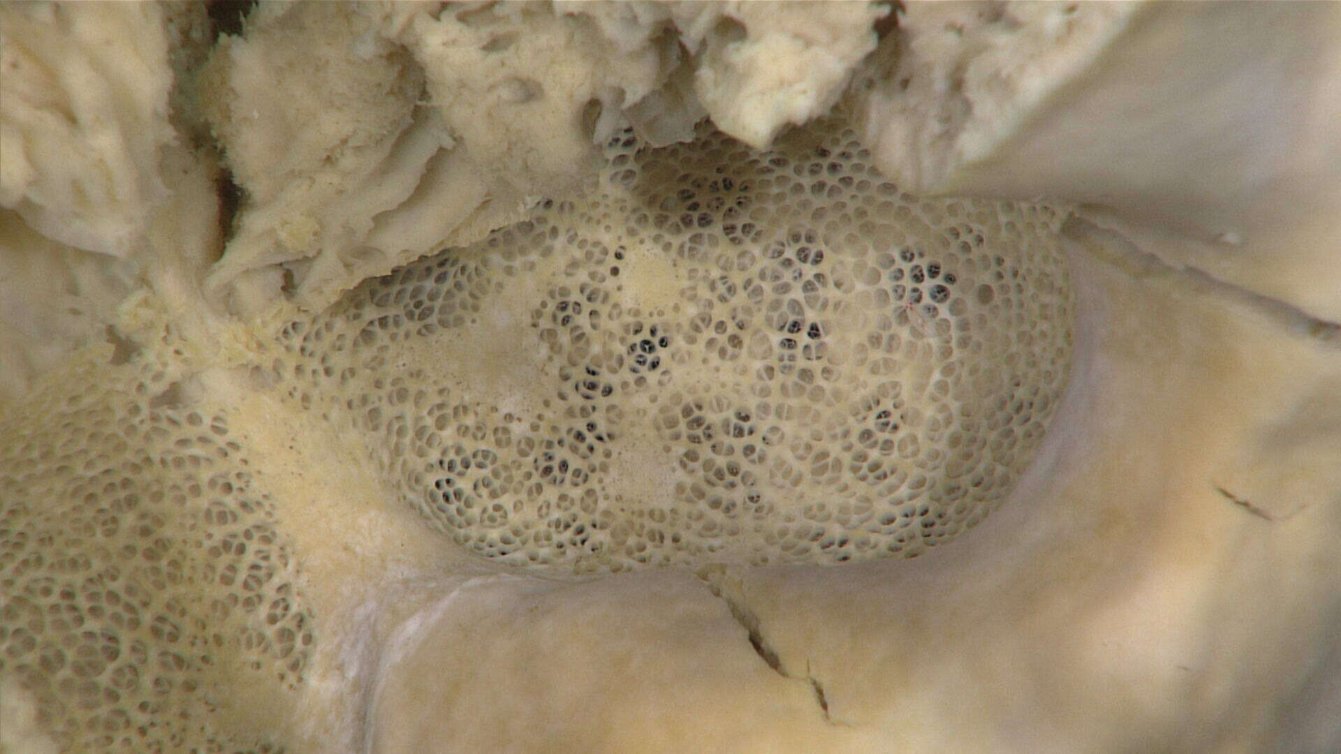 Image of Barrett's horny sponge