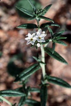 Image of bushy heliotrope