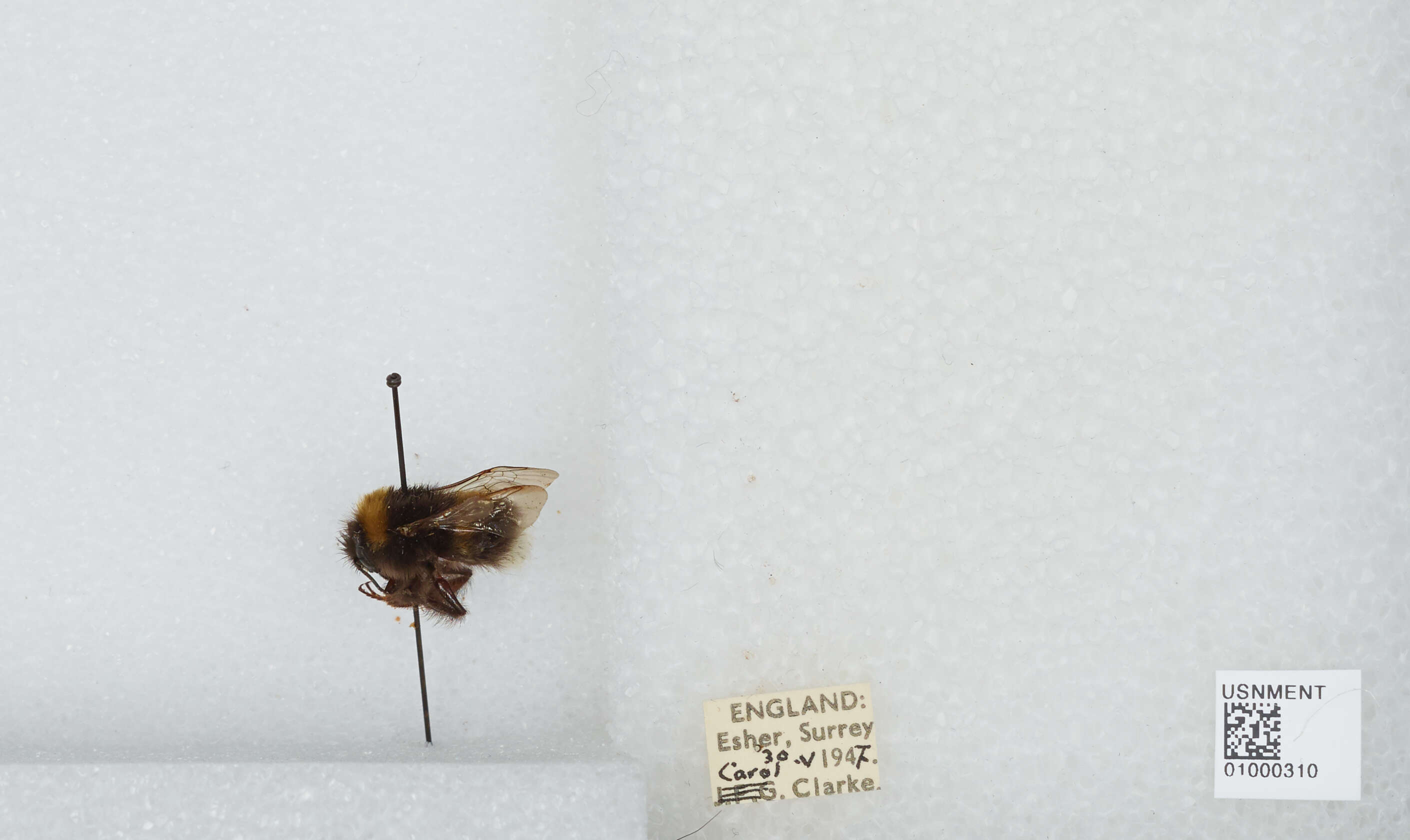 Image of White-tailed bumblebee