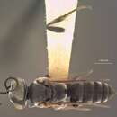 Image of Tachysphex utina Pulawski 1988