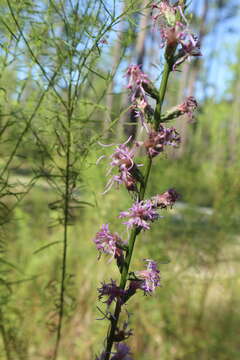 Слика од Liatris spicata (L.) Willd.