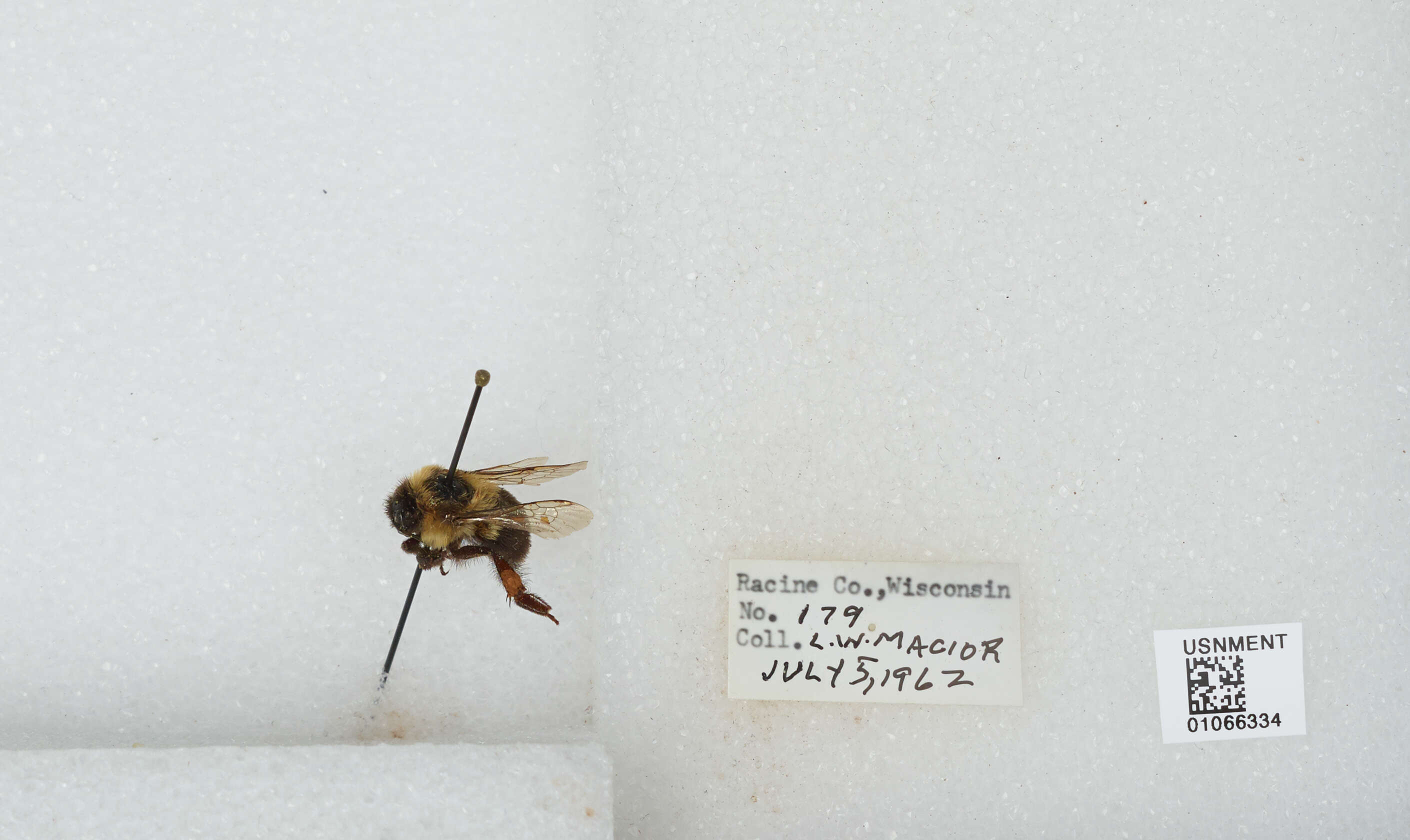 Image of Two-spotted Bumblebee